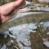 魚の生態と習性を学ぶ