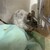 しろごまあん1335日目
