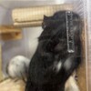 くろごまあん二世 411日目