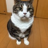 生活284（猫のペット保険/自動車保険とか）