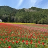 愛媛　フラワーパークおおずのチューリップと菜の花