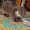 カワウソってどこにいるの？国内の動物園や水族館、カワウソカフェの紹介