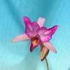 Laelia anceps 'Roeblingiana' 