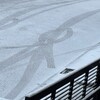 雪と轍（わだち）とスズメと先住ネコとキジちゃんと猛獣化して遊ぶ保護ネコ