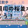 横浜花散歩  大岡川の桜並木を歩こう！