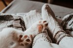大切なペットは、生まれ変わってまた出会える？