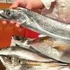 本日の漁港直送！天然のお魚さんたち！