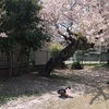 桜吹雪🌸
