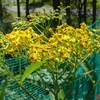 秋の山野草や草花たち