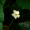 瓢箪の花
