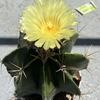 サボテン般若 はじめての開花