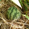 ペソペソ猫、夏バテ中