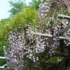 蓮華寺池公園の藤まつり ～今年は見頃だと思ってルンルンで出かけましたが・・・～