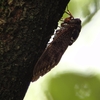 今夏の鳥ネタの台所事情ならぬ虫事情