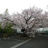 私の桜基準木