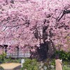 2020年2月 伊豆半島 河津桜ツーリング