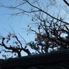 勝俣部長の「ため息」１７７４････凄いギャップ