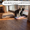 猫に好かれる人って何が違う？　その1