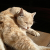 百濟寺の猫　その３