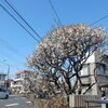 「枝垂れ梅」や「河津桜」を求めて散策！！（４）