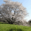 一本木の桜　ｉｎ 天理