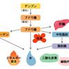 代謝と遺伝子　ーその重要性ー