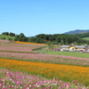 遠軽町　太陽の丘えんがる公園　一面のコスモス