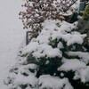 雪が降ってふふふーん♪