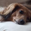 愛犬の抗がん剤治療