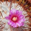 豊明丸の花を大きくして見る♪　2017年3月30日の記録。