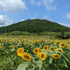 ３０万本の衝撃！山口県萩市むつみのひまわりロード