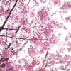 春風に乱れて