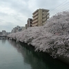 春の日和の横浜の桜