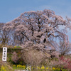 郡山市西田町と市街地の桜めぐり––天神夫婦桜，内出の桜，開成山公園のソメイヨシノ【福島の桜2025】