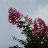 百日紅(サルスベリ)の花