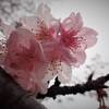 雨しずくの河津桜