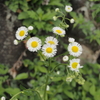 白と薄いピンク色をしたタンポポみたいなお花は何？ハルジオンとヒメジョオンは虫に人気の外来種のお花
