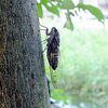 ツクツクボウシの初鳴き