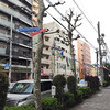 桜のあと