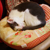 我が家の猫②
