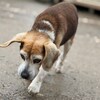 老犬ホームあん｜新人さん コロ^^