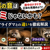 屋根裏の音はネズミじゃないかも？イタチ・アライグマとの違い