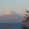 富士山とらぶにゃん