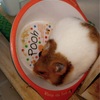 ハムスターって餌を隠すね🐹