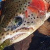魚を掛けてから、獲れるか不安になる釣りとならない釣り。
