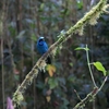 Turquoise Jay ジュズカケアオカケス