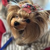 愛犬と過ごすダラダラ年末年始：おせちとワインスタンドet du vin