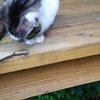 猫に適当な木の枝でじゃらしてみたらじゃれた。