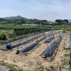 今日は夏野菜の定植！