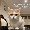 雨田甘夏、セルフケアです。【猫ともち肌と皮むけ事情】